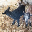 Stádo našich shetlandských oveček se utěšeně rozrostlo.... - 
