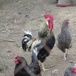 Další obyvatelé sadu - V sadu máme nejen ovečky, ale i slepice, kohouty a...