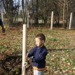 Stromky v sadu, jabloně, hrušně, švestky, renklody, višně, ořechy a jedlý kaštan - 