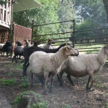 Výběr oveček do toušeňské zahrady - Z tohoto stáda dostaneme do toušeňského zahrady dvě ovečky a...