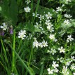 Květen v Toušeňské zahradě - 