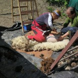 S příchodem jara jsme opět stříhali ovečky... - Stříhání shetlandských ovcí  