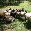 Výběr oveček do toušeňské zahrady - Z tohoto stáda dostaneme do toušeňského zahrady dvě ovečky a...
