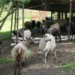 Výběr oveček do toušeňské zahrady - Z tohoto stáda dostaneme do toušeňského zahrady dvě ovečky a...