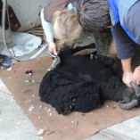 Stříhání oveček 2013 - Stříhání shetlandských ovcí 