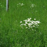 Květen v Toušeňské zahradě -  