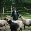 Výběr oveček do toušeňské zahrady - Z tohoto stáda dostaneme do toušeňského zahrady dvě ovečky a...