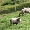 Výběr oveček do toušeňské zahrady - Z tohoto stáda dostaneme do toušeňského zahrady dvě ovečky a...