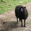 Výběr oveček do toušeňské zahrady - Z tohoto stáda dostaneme do toušeňského zahrady dvě ovečky a...