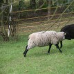 Výběr oveček do toušeňské zahrady - Z tohoto stáda dostaneme do toušeňského zahrady dvě ovečky a...