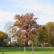 Barevný podzim v sadu - Podzim v Toušeňské zahradě rozhodně není smutný... 