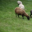 Výběr oveček do toušeňské zahrady - Z tohoto stáda dostaneme do toušeňského zahrady dvě ovečky a...