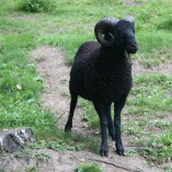 Výběr oveček do toušeňské zahrady - Z tohoto stáda dostaneme do toušeňského zahrady dvě ovečky a... 
