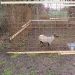 Jak se žije ovečkám v sadu - Shetlandské ovečky v sadu v průběhu roku 2013