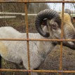 Jak se žije ovečkám v sadu - Shetlandské ovečky v sadu v průběhu roku 2013