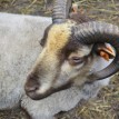 Jak se žije ovečkám v sadu - Shetlandské ovečky v sadu v průběhu roku 2013