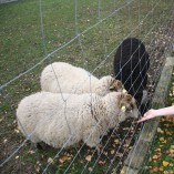 Jak se žije ovečkám v sadu - Shetlandské ovečky v sadu v průběhu roku 2013 