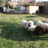Jak se žije ovečkám v sadu - Shetlandské ovečky v sadu v průběhu roku 2013 