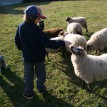 Jak se žije ovečkám v sadu - Shetlandské ovečky v sadu v průběhu roku 2013